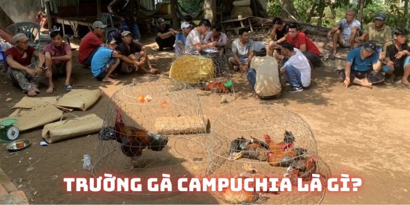 Khám phá địa chỉ tham gia thưởng thưởng và đặt tiền vào bộ môn chọi kê